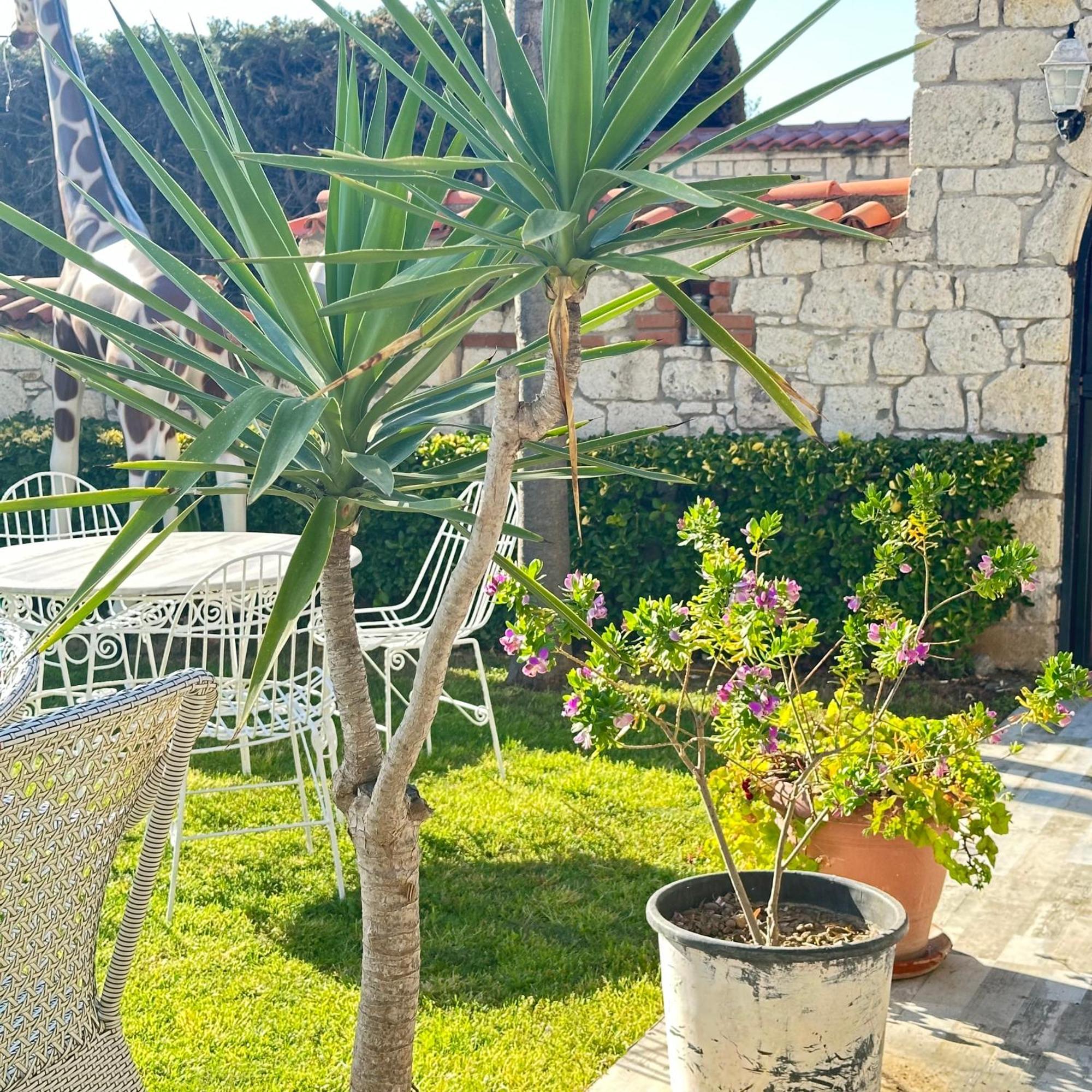 Imren Han Hotel - Special Category Alaçatı Dış mekan fotoğraf